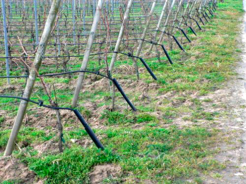 Eine Anlage zur Tröpfchen-Bewässerung im Weinbau. Es sind mehrere Reihen von Weinstöcken auf einer Plantage zu sehen. Jede Reihe wird mithilfe von Plastikschläuchen, die etwa 50 cm über dem Boden verlaufen, bewässert.