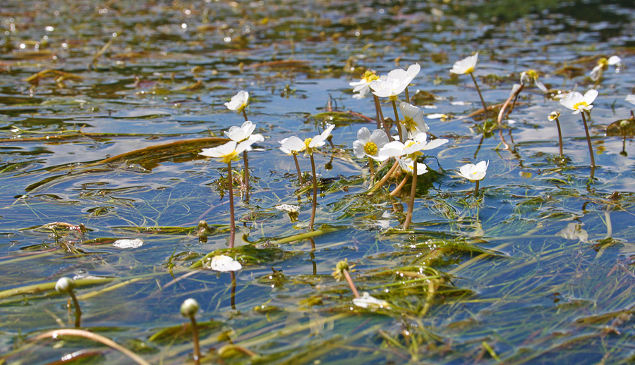 Flutender Hahnenfuß in einem Fließgewässer. Unterhalb der Wasseroberfläche sind eine Vielzahl an langen, dünnen Stängeln und Blättern zu sehen. Aus dem Wasser ragen nur die Blütenstiele, die jeweils kurz über der Oberfläche eine einzelne weiße Blüte tragen.
