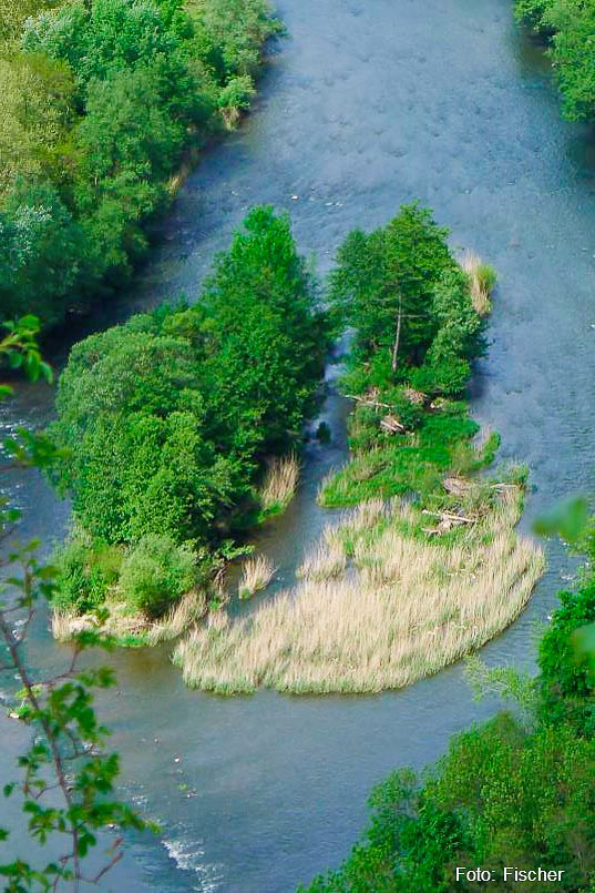 Ein Flussabschnitt der Nahe. Der Fluss wird auf beiden Seiten von Vegetation gesäumt. In der Flussmitte befinden sich kleine Inseln, die von Gräsern sowie einigen Bäumen und Sträuchern besiedelt worden sind.