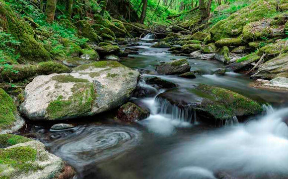 Ein  Bergbach, der durch einen Wald fließt. Im Vordergrund befindet sich der Bach, der durch viele Steinbrocken im Bachbett gekennzeichnet ist. Durch die Steine entstehen turbulente Strömungen im Bach.