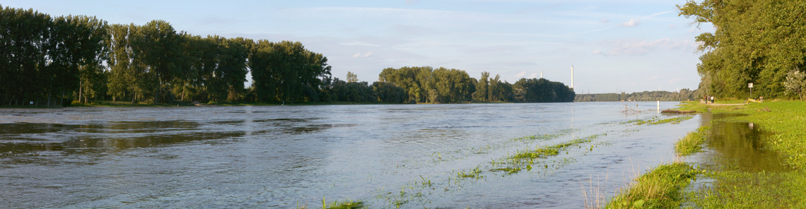 Hochwasser am Rhein